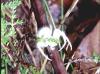 Heriaeus sp.